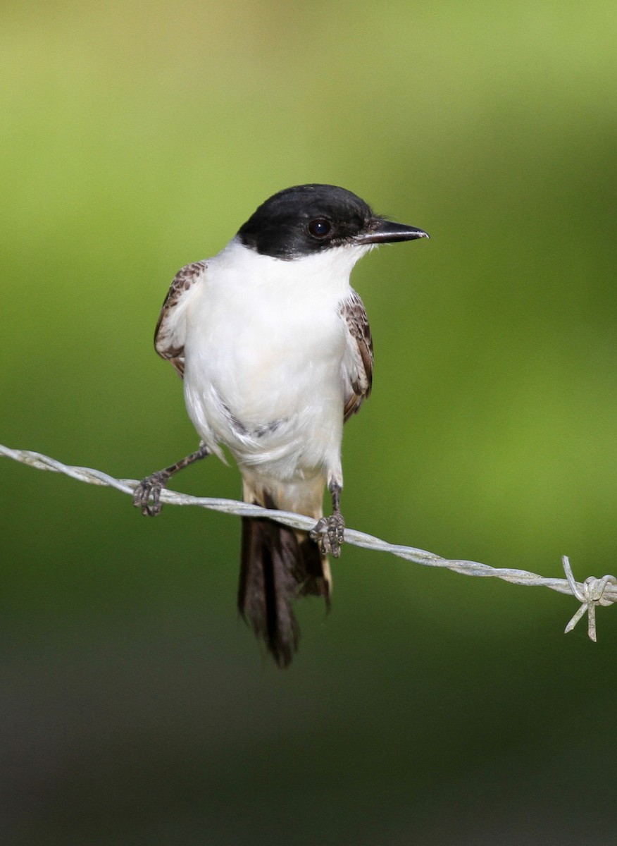 Fork-tailed Flycatcher - ML34741511