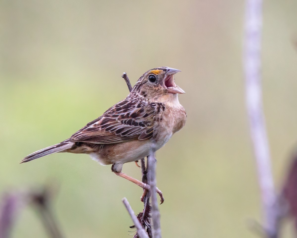 Grasshopper Sparrow - ML347416441