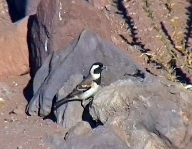 Cape Sparrow - ML347416541