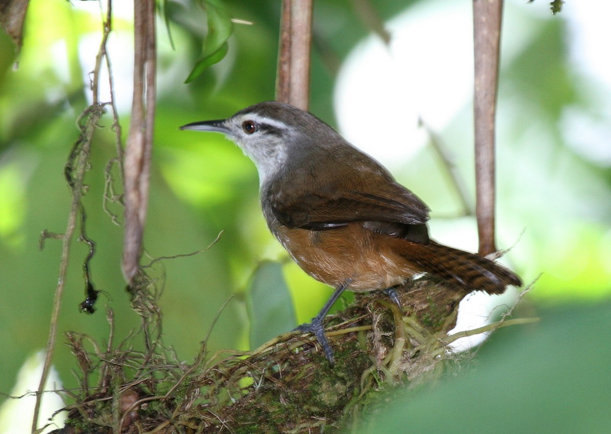 Isthmian Wren - ML34741711