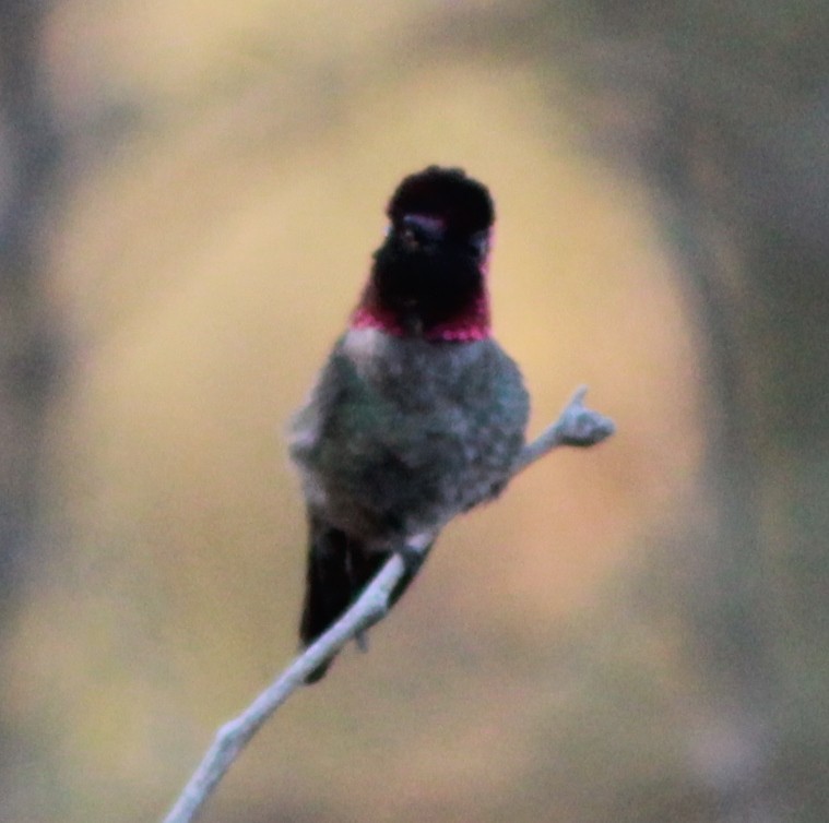 Anna's Hummingbird - Debby Parker