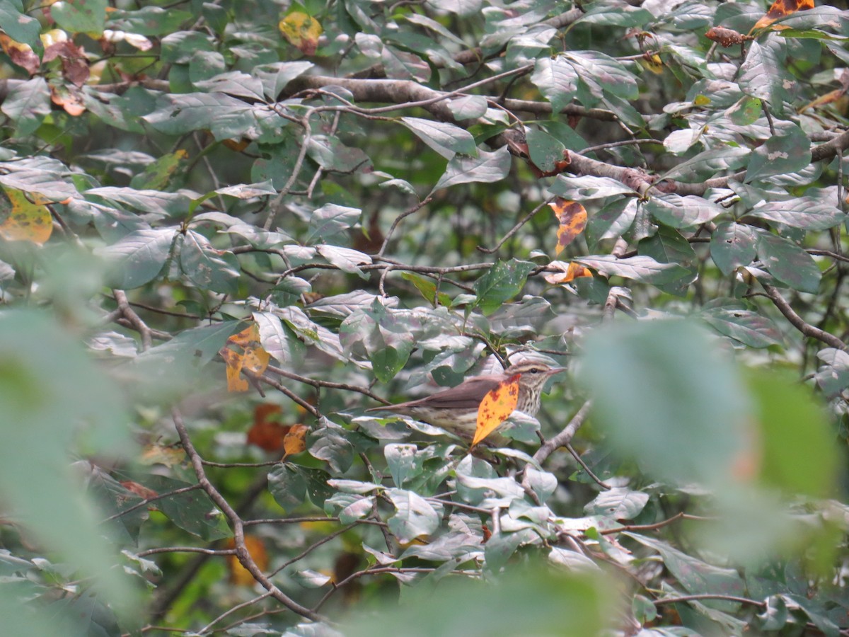 Northern Waterthrush - ML34741831