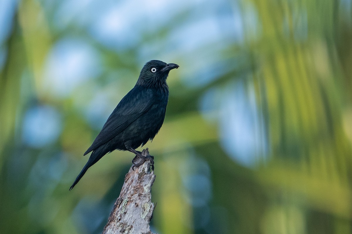 Asian Glossy Starling - ML347419381