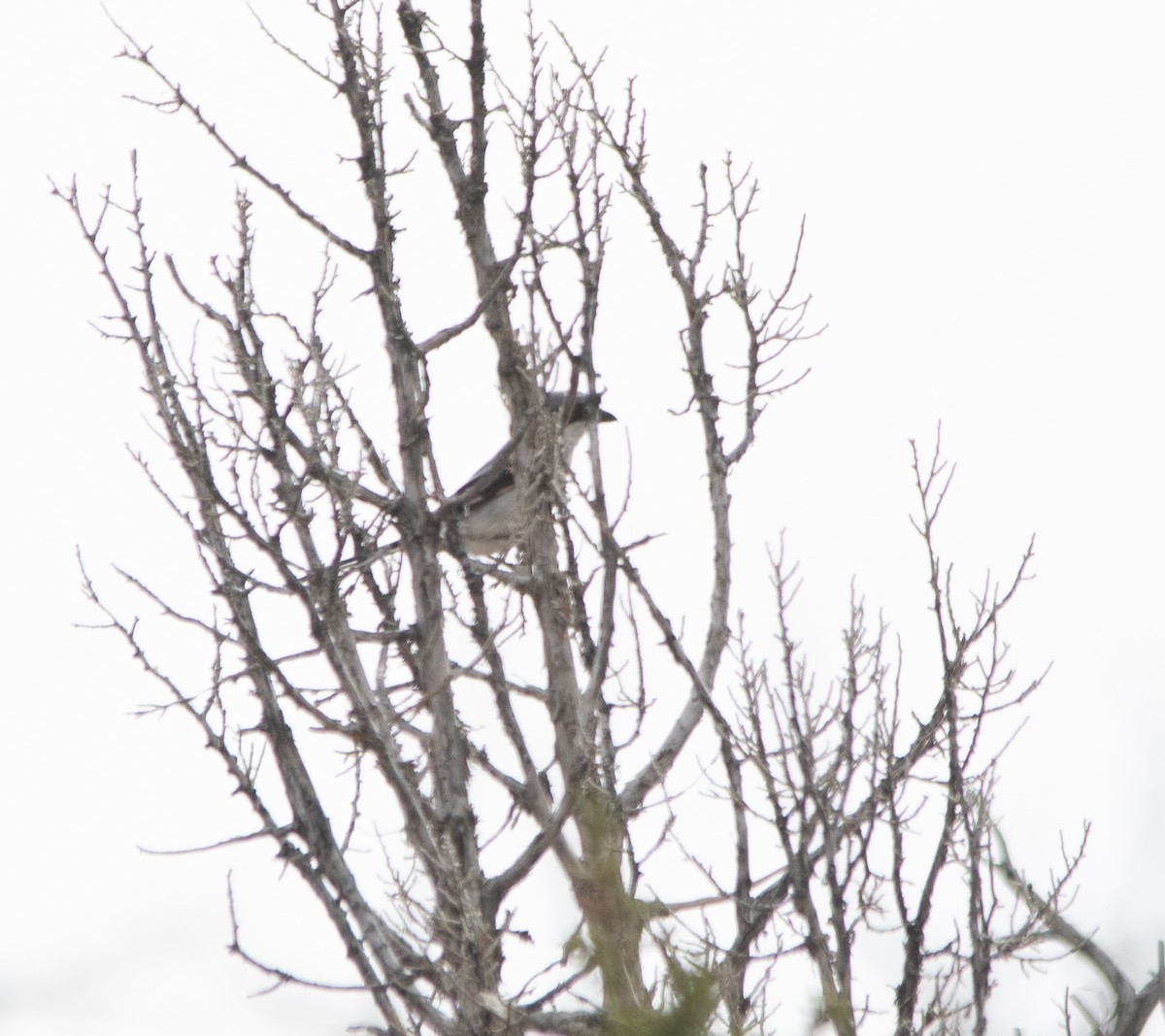 Loggerhead Shrike - ML347419941