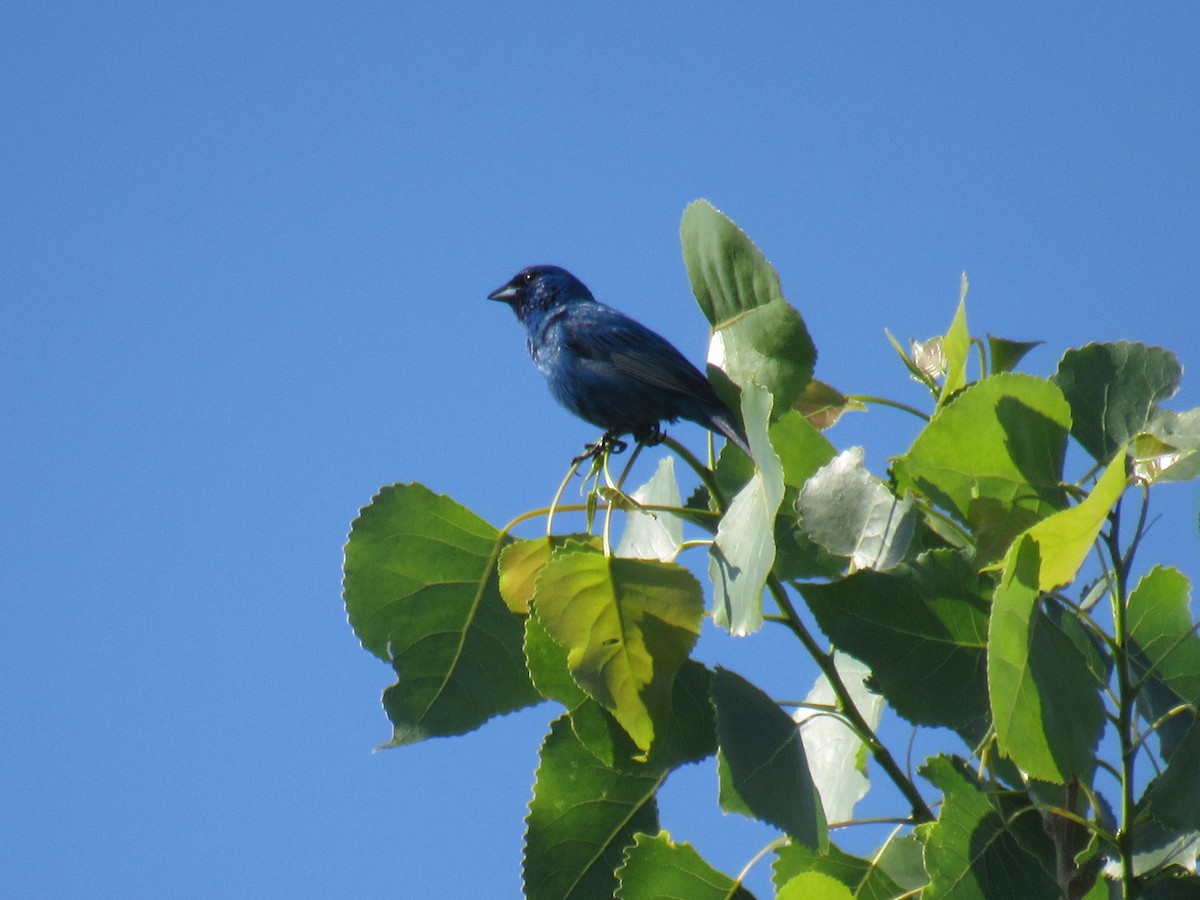 Indigo Bunting - ML347421311