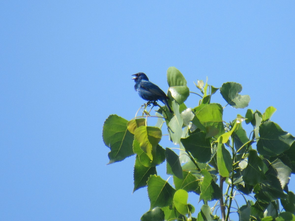 Indigo Bunting - ML347421321