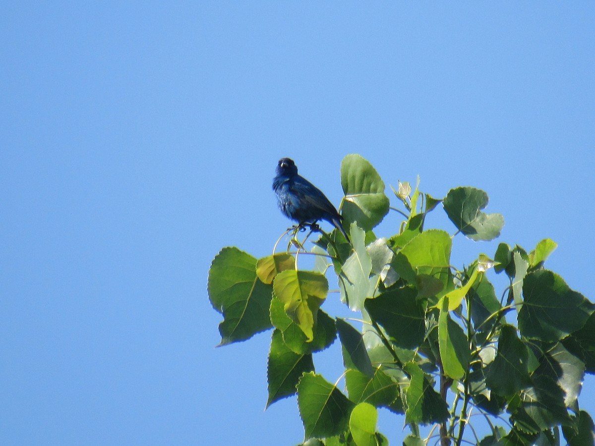Indigo Bunting - ML347421331