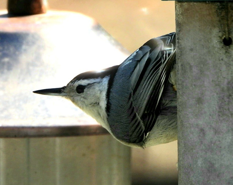White-breasted Nuthatch - ML347421341