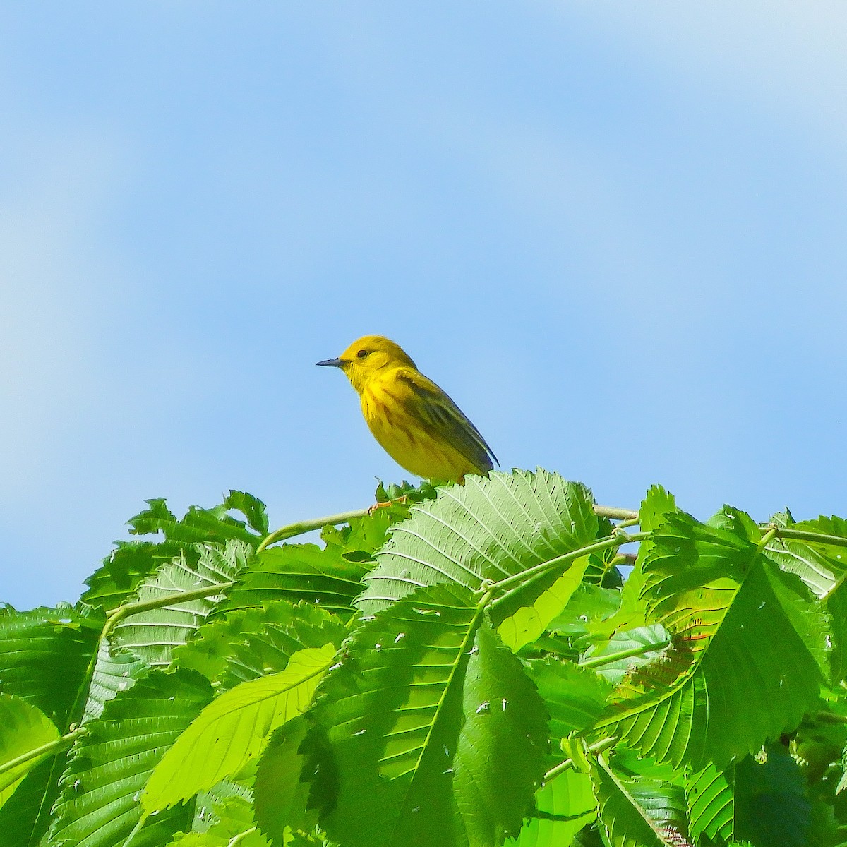 Yellow Warbler - Clay Poitras