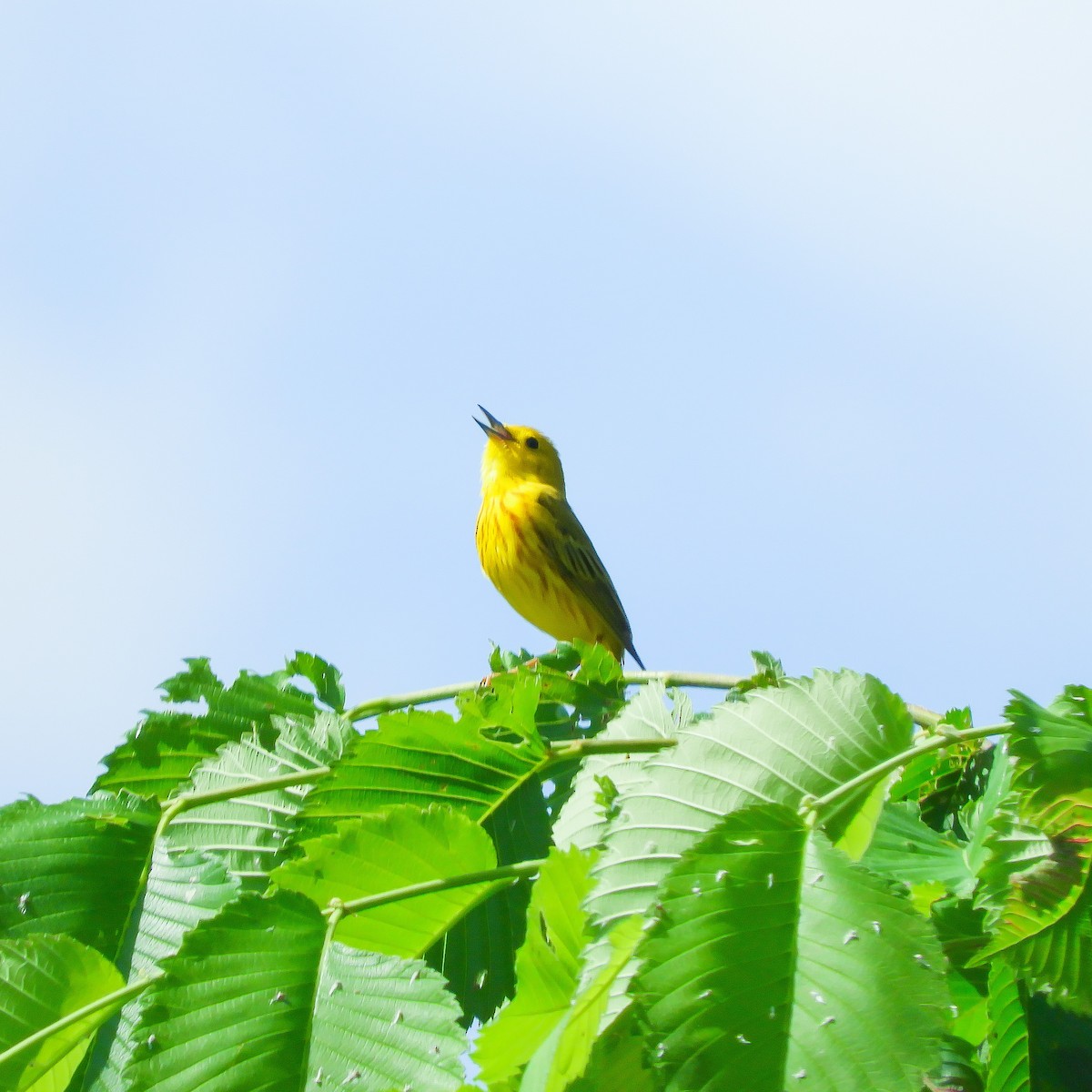 Yellow Warbler - Clay Poitras