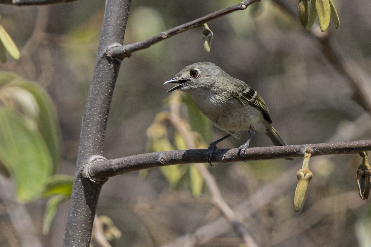 Dwarf Vireo - ML347423851