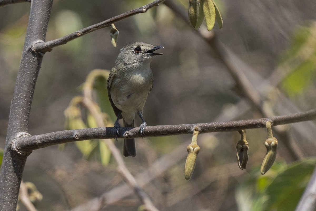 Dwarf Vireo - ML347423861