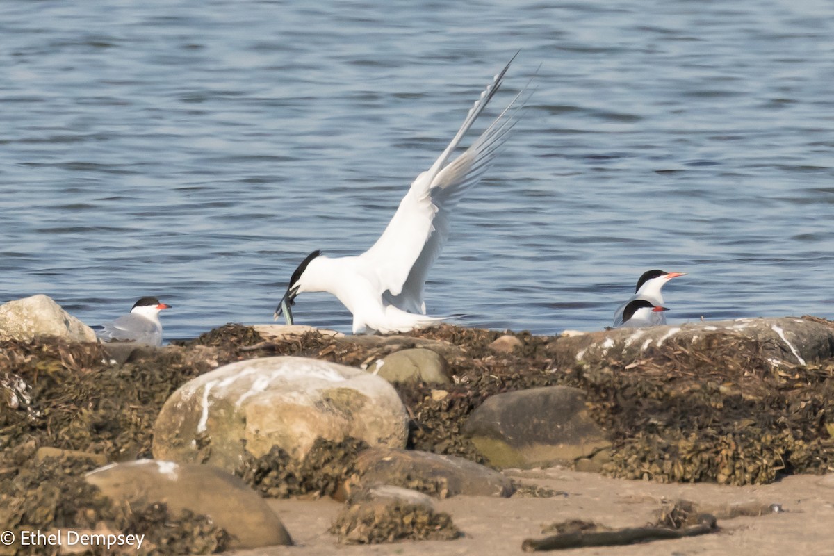 Sandwich Tern - Ethel Dempsey