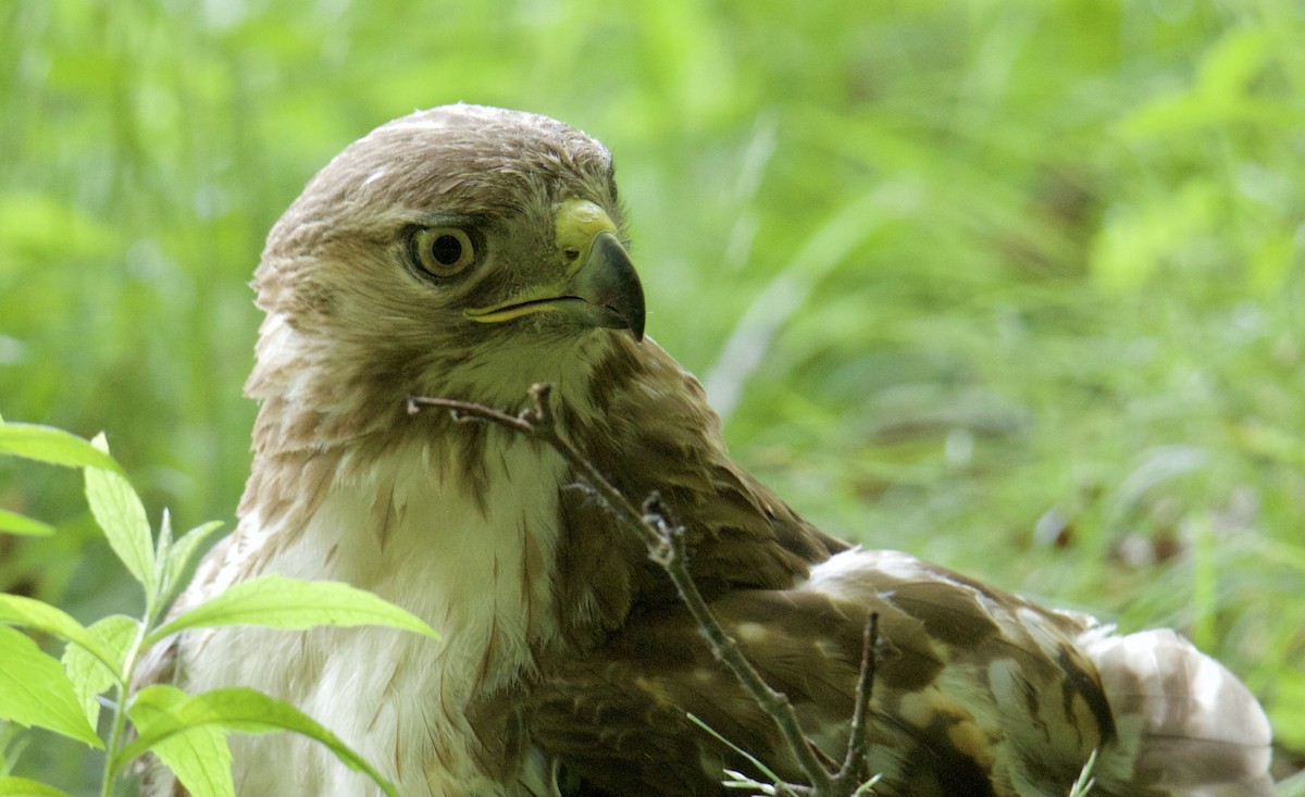 Red-tailed Hawk - Jordan Juzdowski