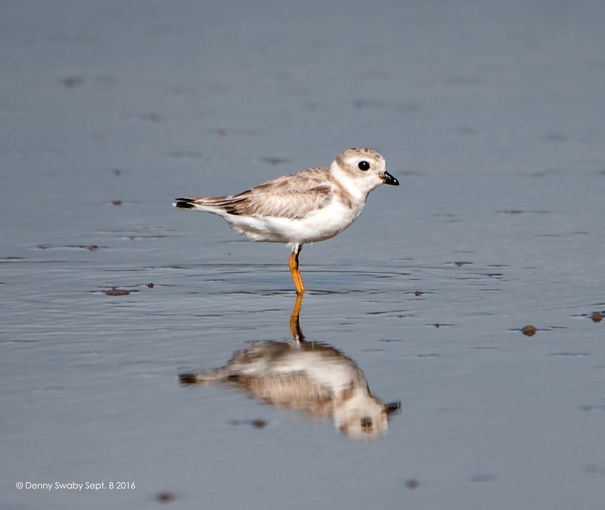 Piping Plover - ML34742591