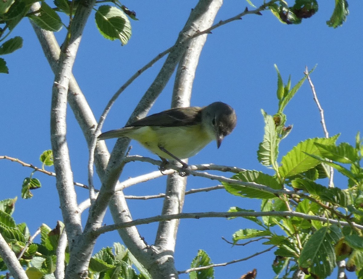 Bell's Vireo - ML347426331