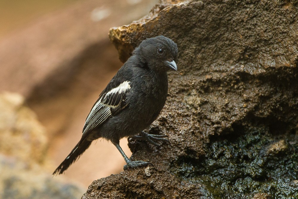 Southern Black-Tit - ML347426561