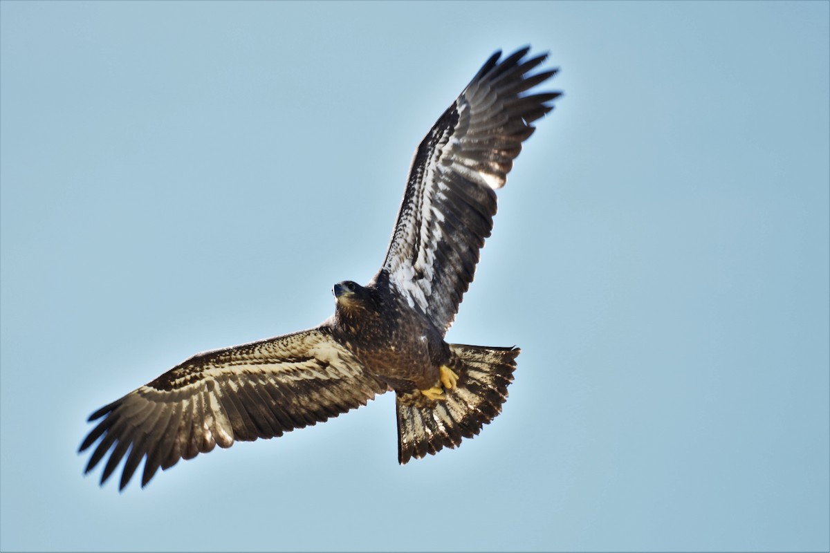 Bald Eagle - ML347428021