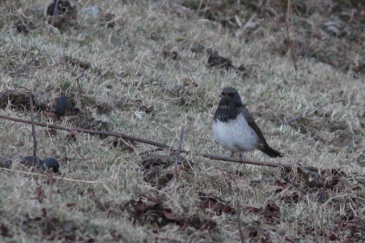 Black-throated Thrush - ML347428311