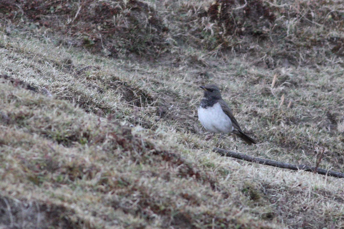 Black-throated Thrush - ML347429171