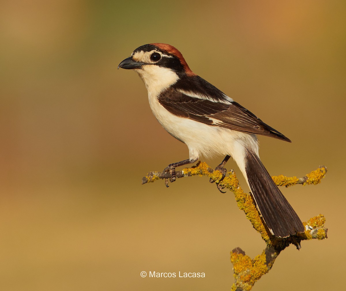 Woodchat Shrike - Marcos Lacasa