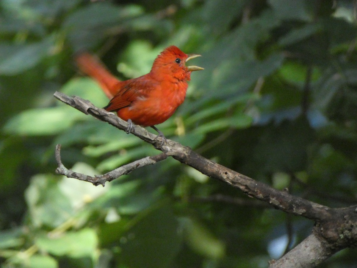 Summer Tanager - Joe Kellerhals