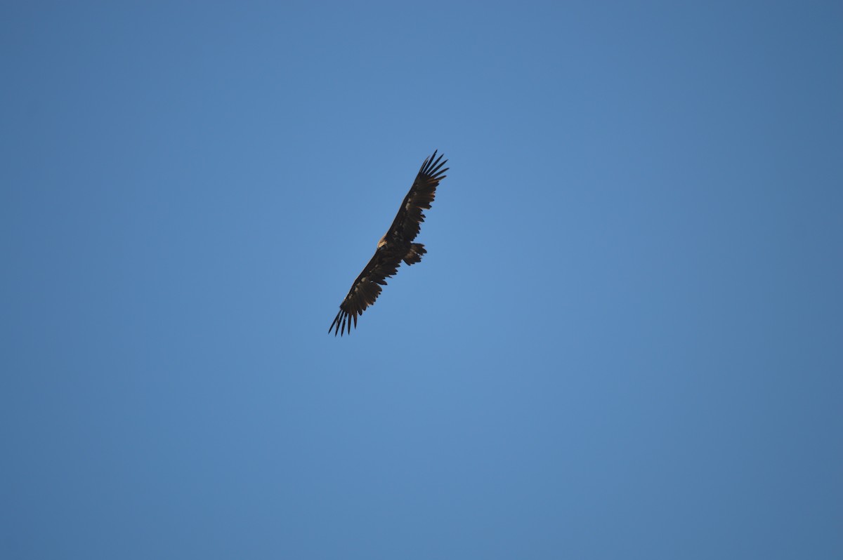 Cinereous Vulture - ML347431821
