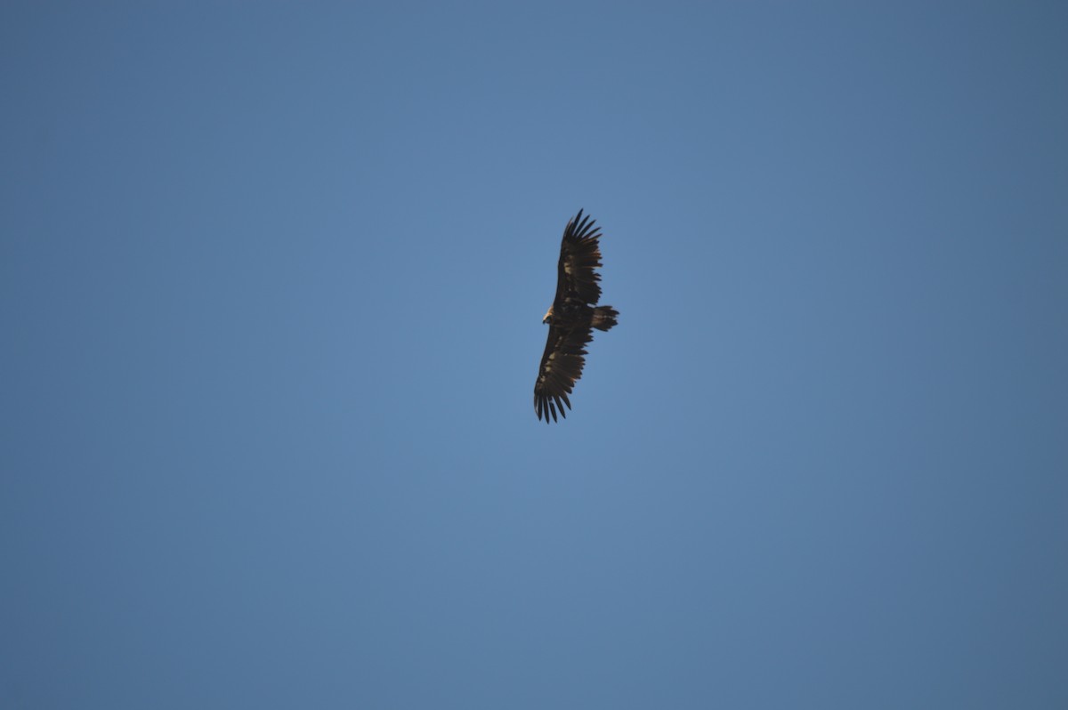 Cinereous Vulture - ML347431991