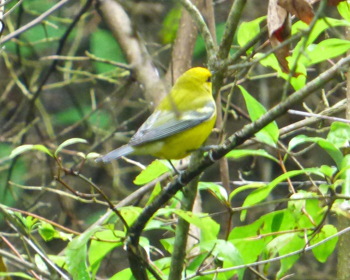 Blue-winged Warbler - ML34743211