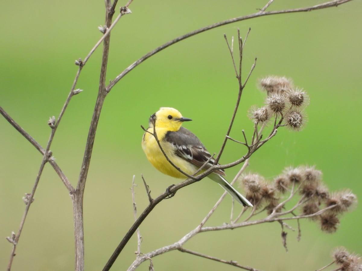 Citrine Wagtail - ML347433871