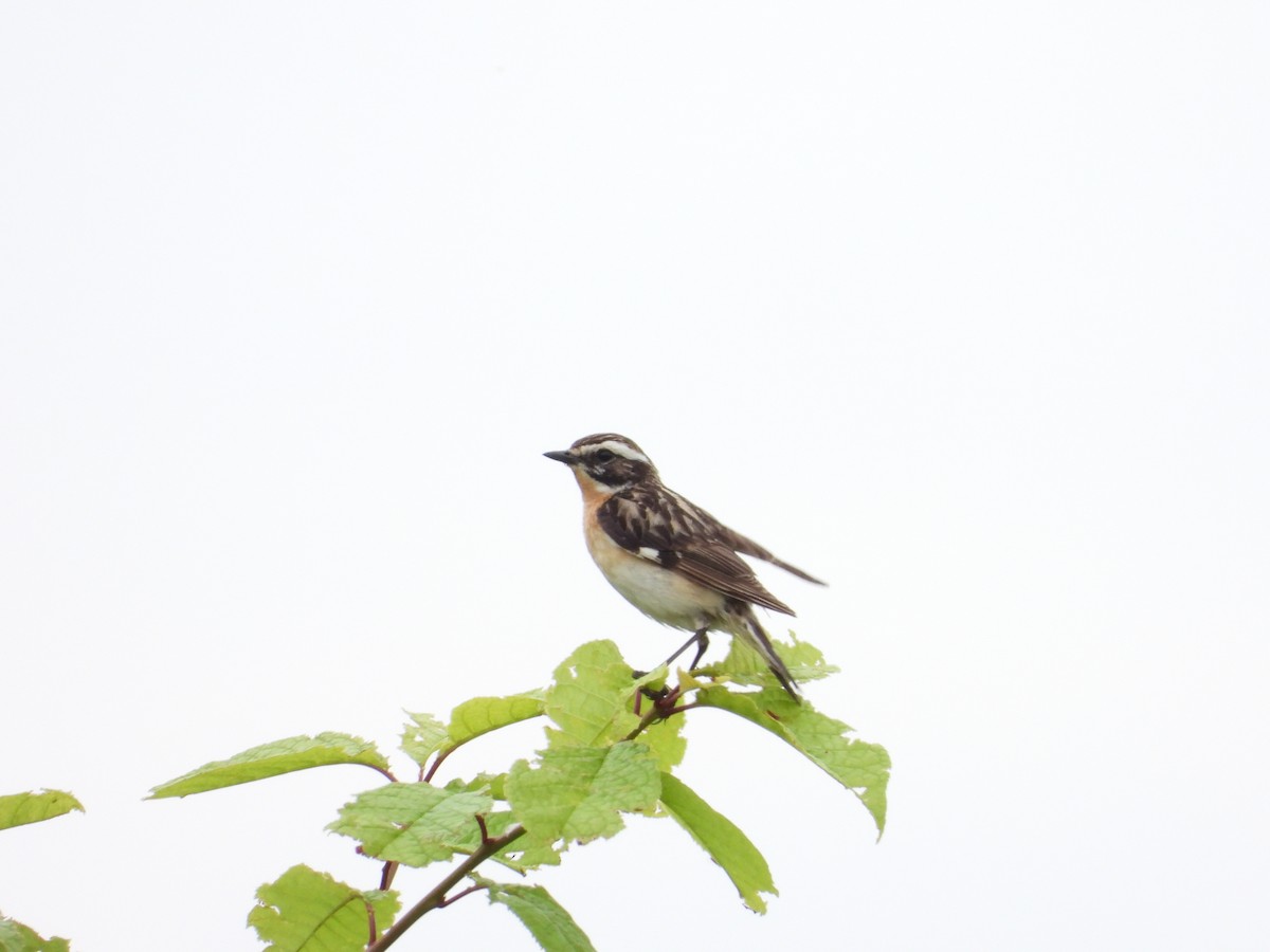 Whinchat - ML347434211