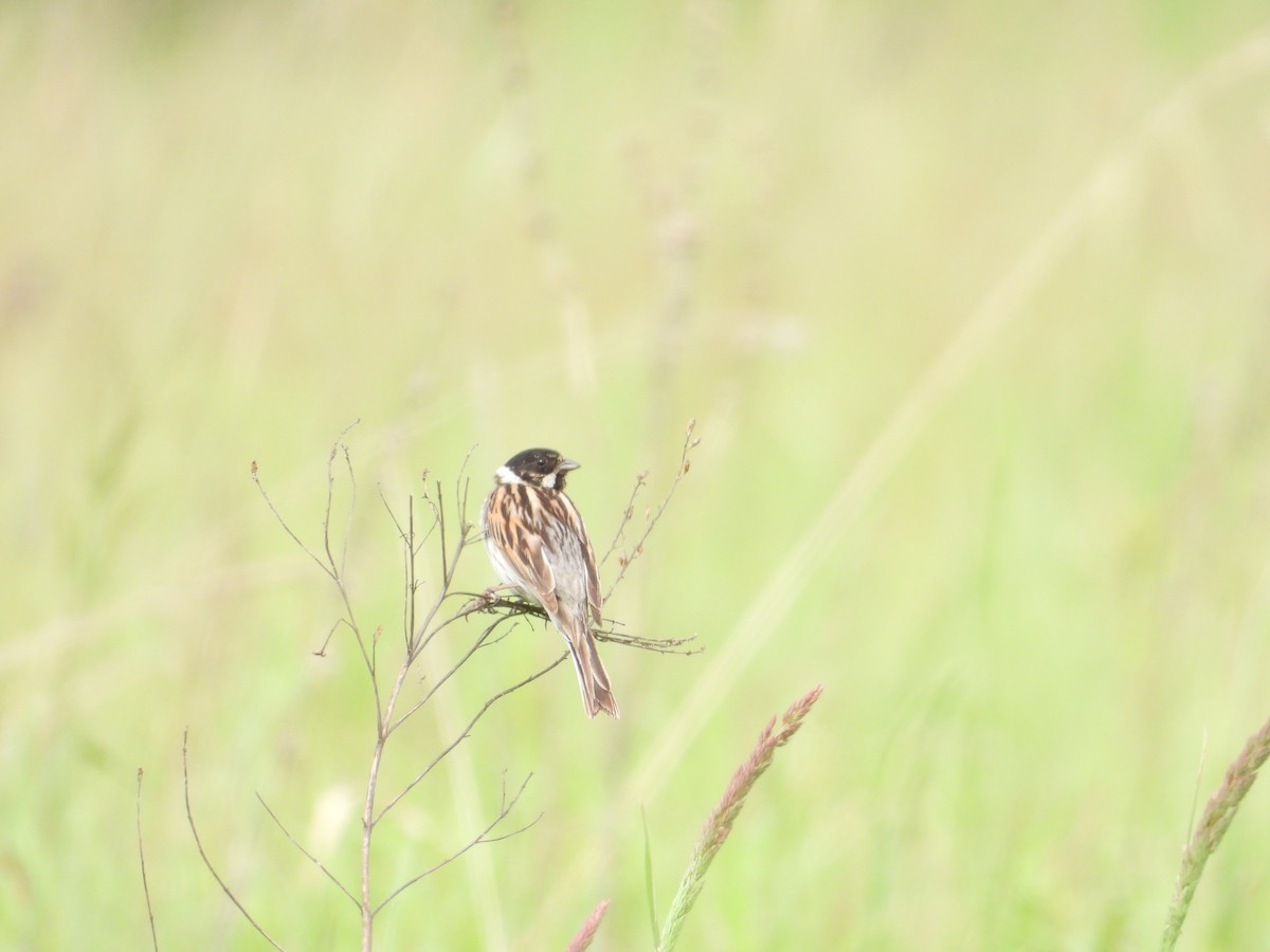 Reed Bunting - ML347434481