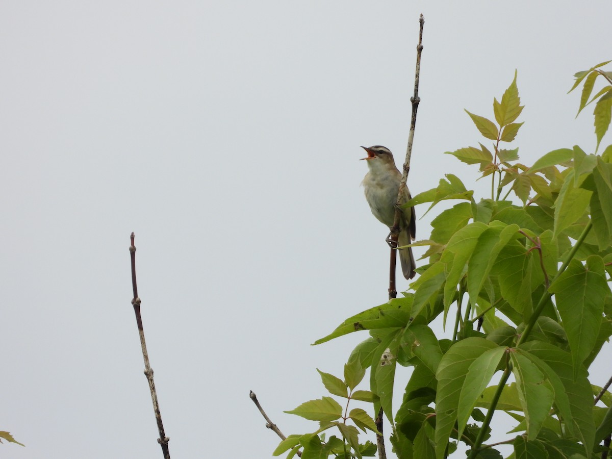 Sedge Warbler - ML347434791