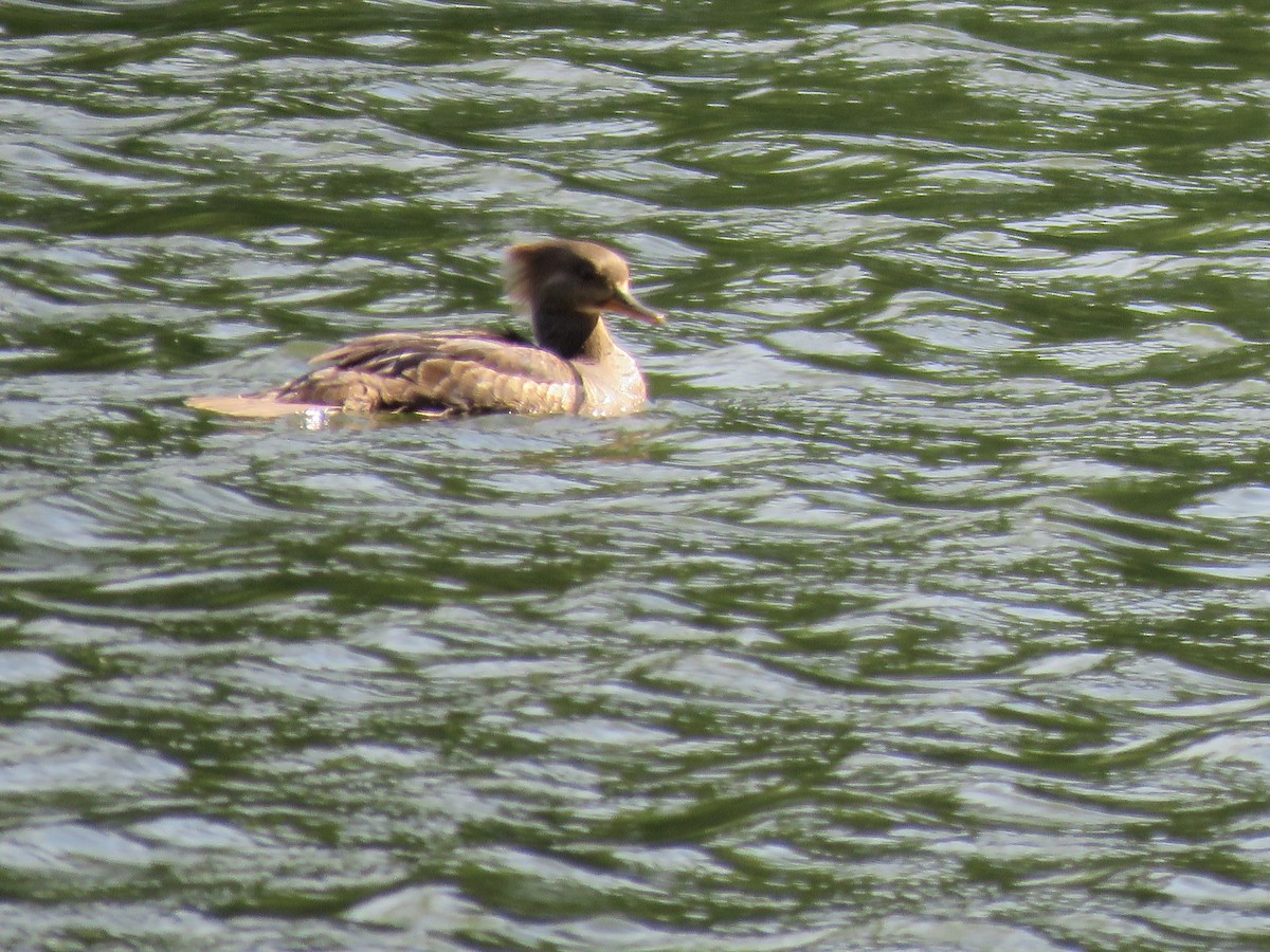 Hooded Merganser - ML347434811