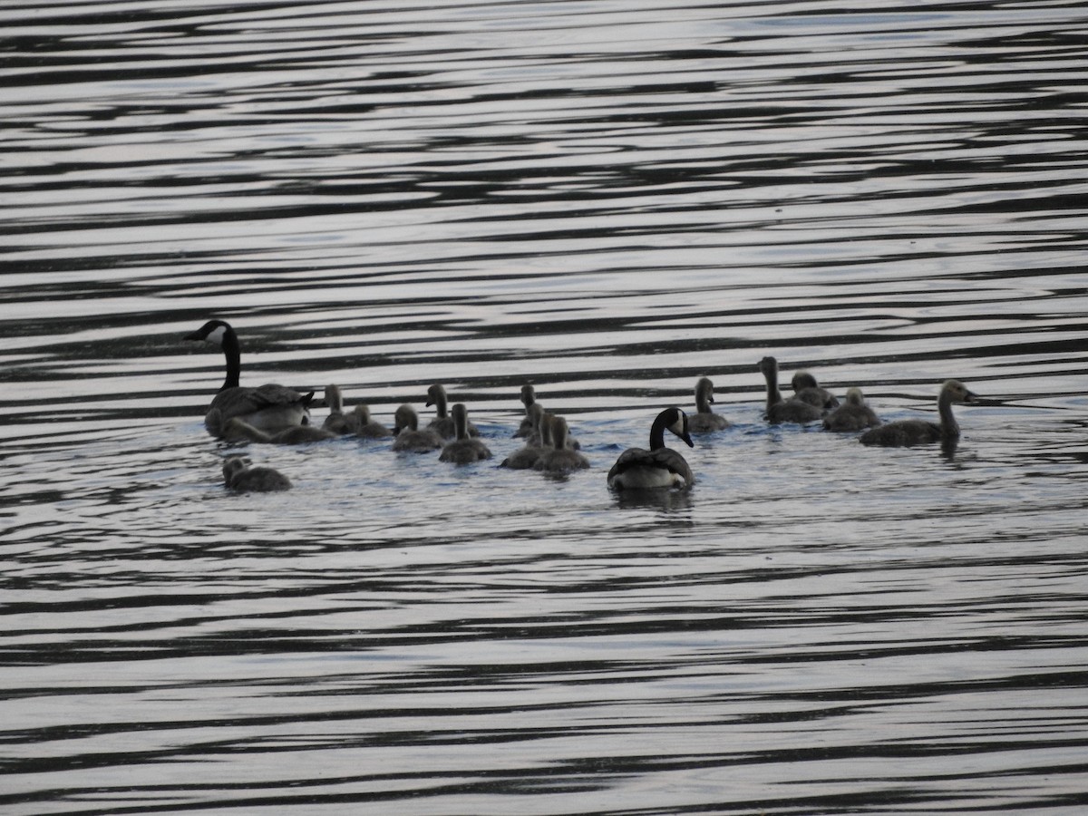 Canada Goose - ML347434921