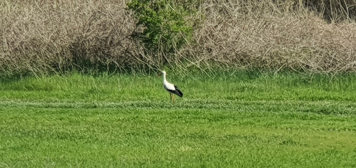 Белый аист - ML347435611