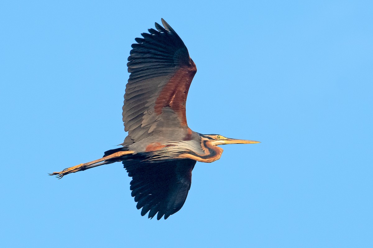 Purple Heron - ML347436351