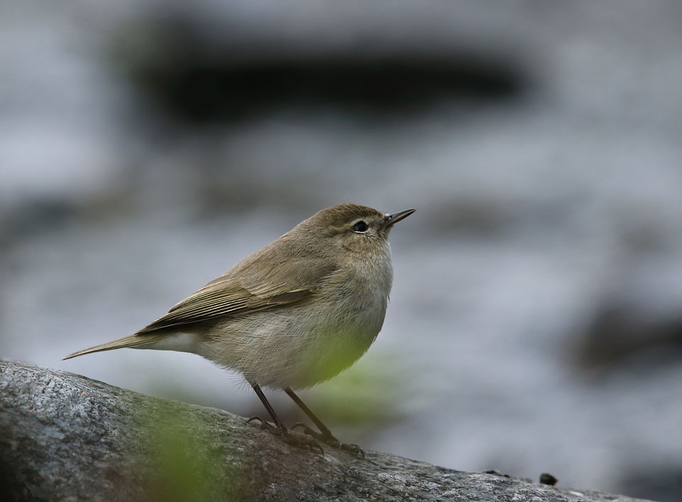 Common Chiffchaff - ML347436891