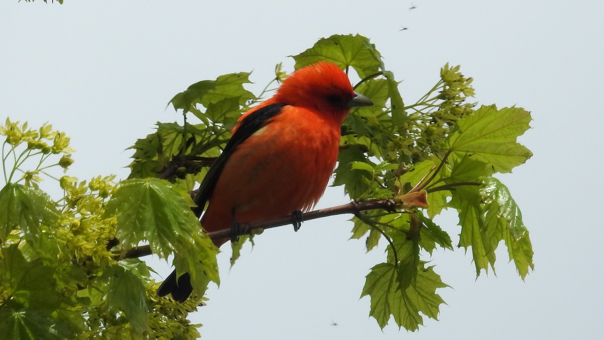 アカフウキンチョウ - ML347437321