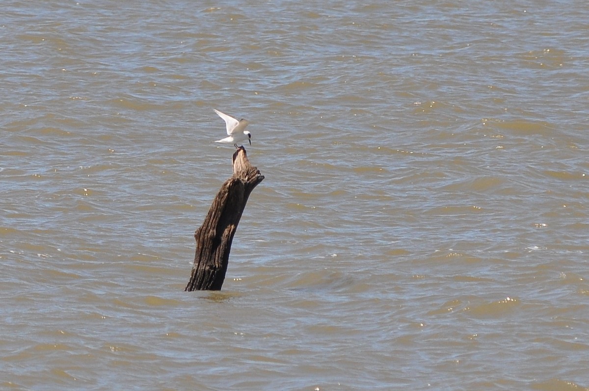 Forster's Tern - ML34743881
