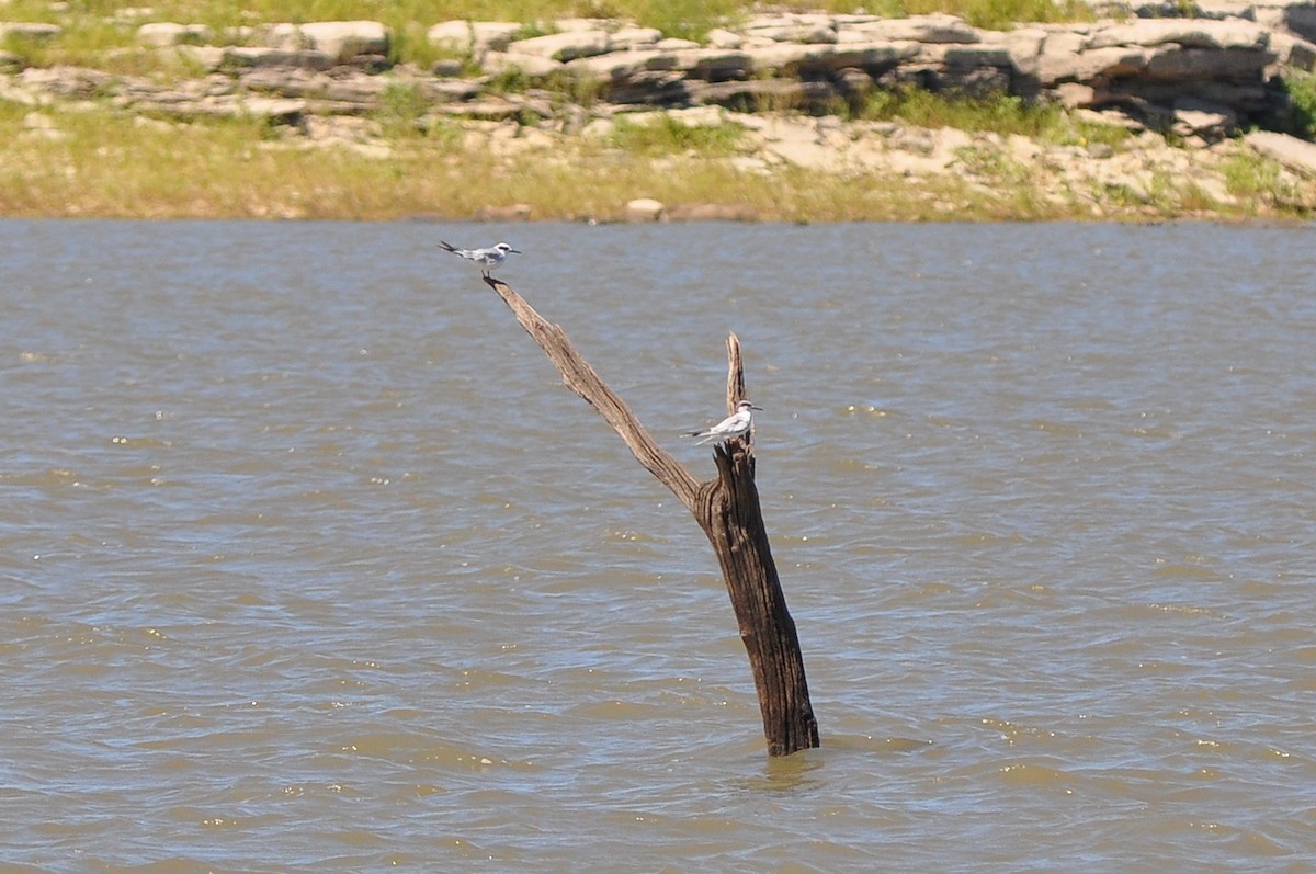 Forster's Tern - ML34743891