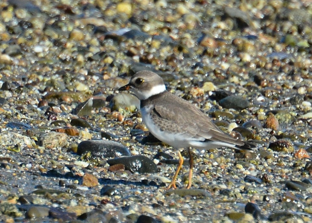 Semipalmated Plover - ML34743971
