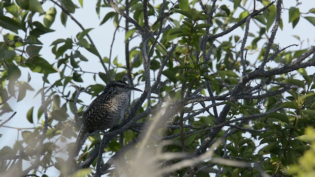 Yucatan Wren - ML347441071