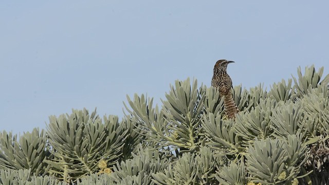 střízlík yukatanský - ML347441081