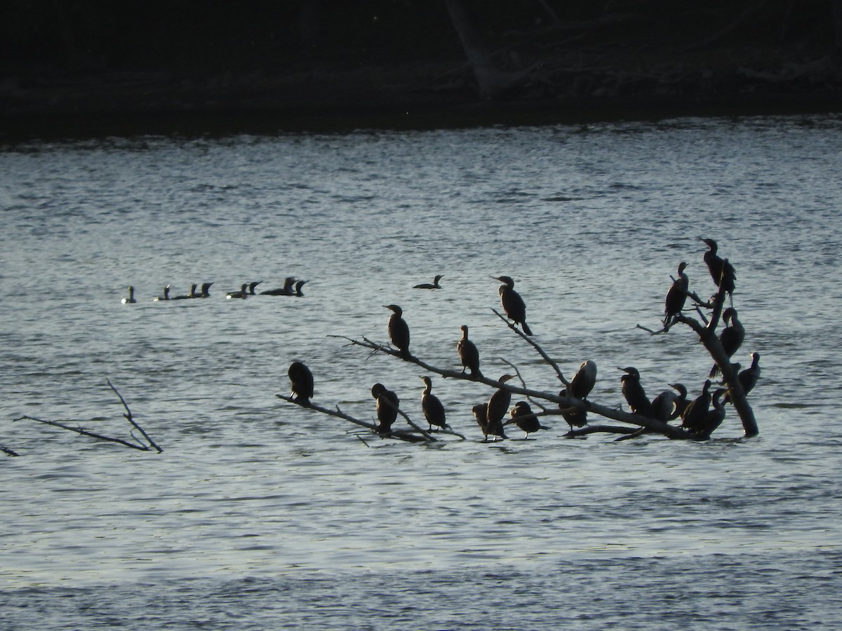 Double-crested Cormorant - ML347441601