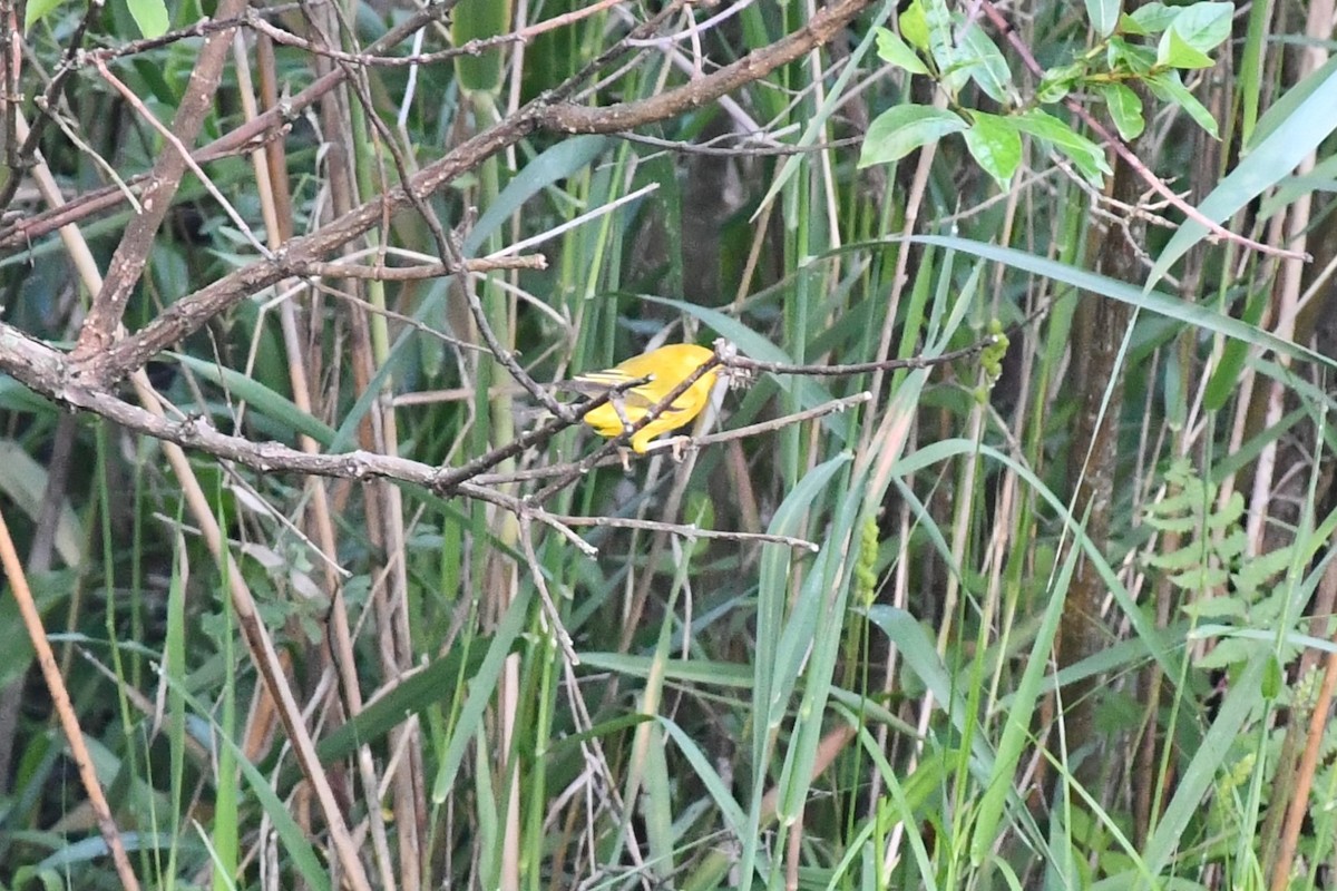 Yellow Warbler - ML347442751