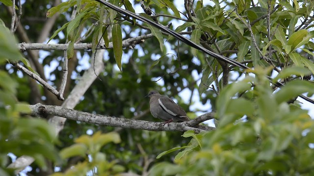 White-winged Dove - ML347443071