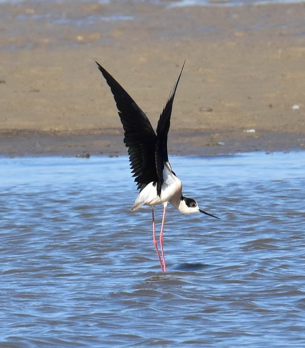 Black-winged Stilt - ML347443241