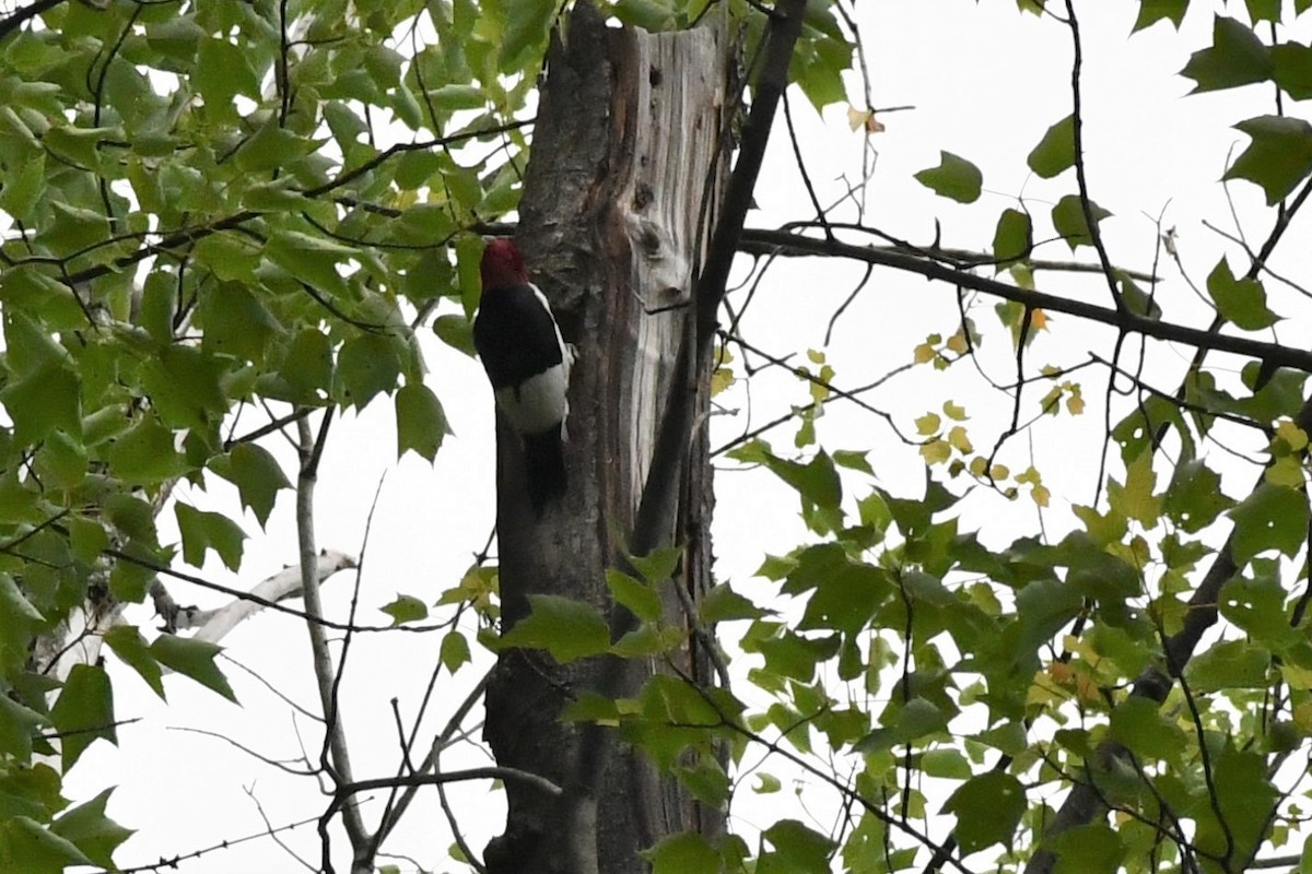 Red-headed Woodpecker - ML347443401