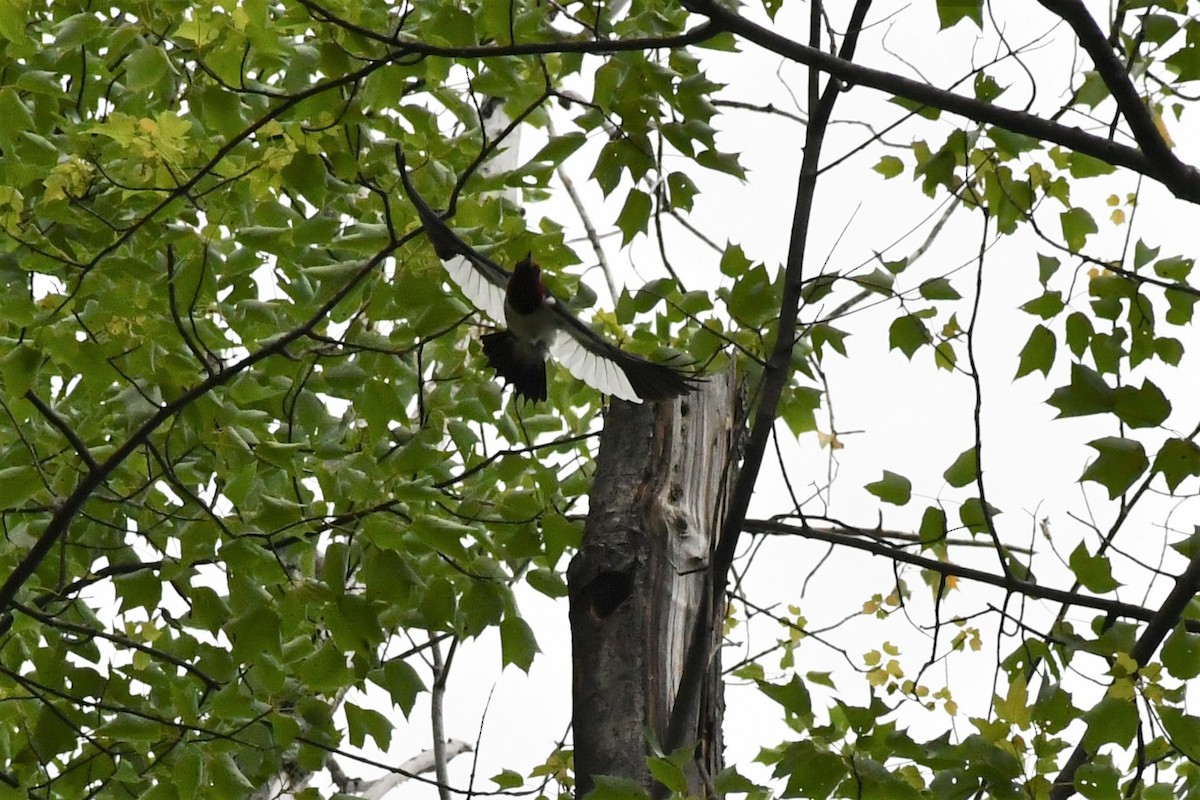 Red-headed Woodpecker - ML347443431